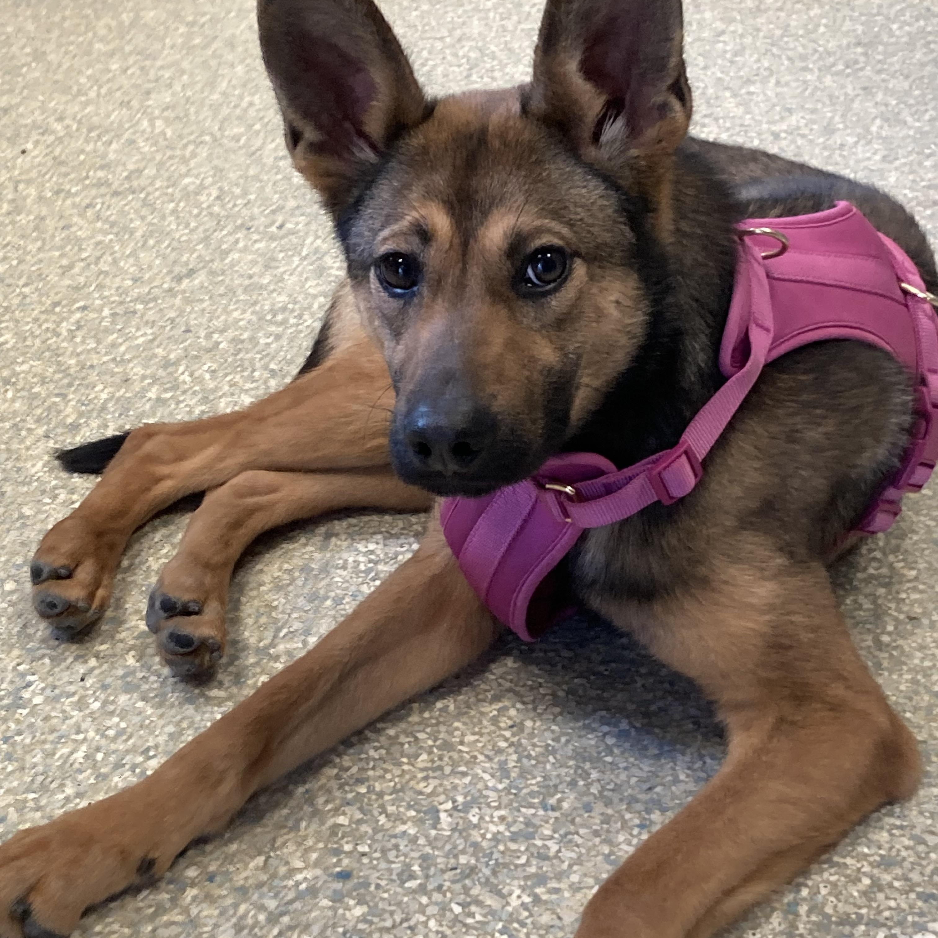 Enlarge Yodi, a ADOPTABLE mixed breed in East Hartland, CT image 1/4