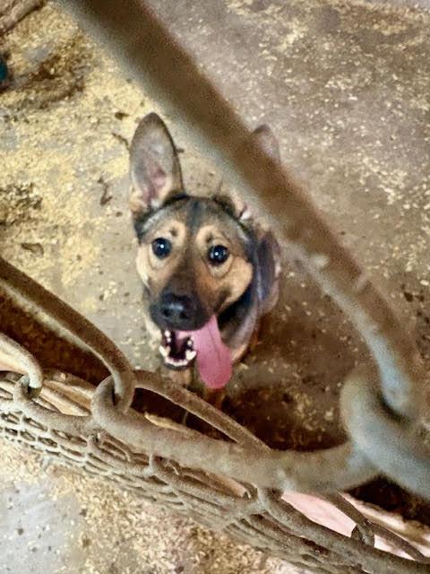 Enlarge Yodi, a ADOPTABLE mixed breed in East Hartland, CT image 4/4