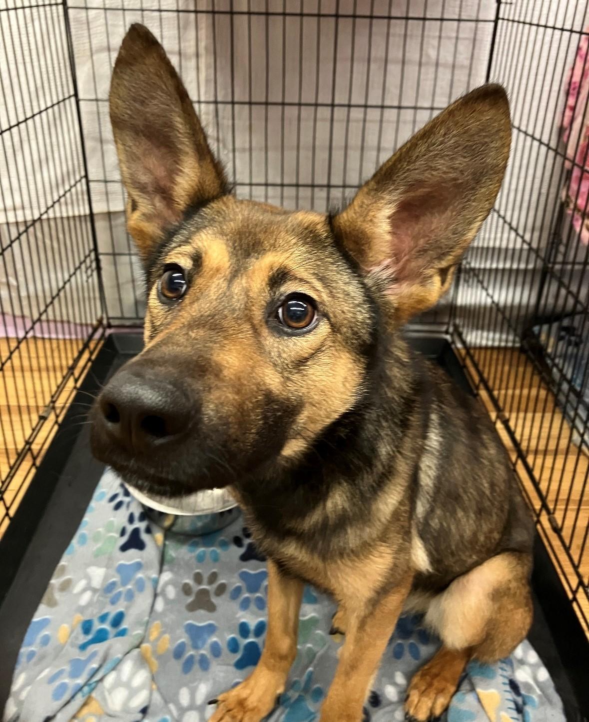 Enlarge Yodi, a ADOPTABLE mixed breed in East Hartland, CT image 2/2