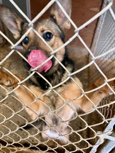Enlarge Yodi, a ADOPTABLE mixed breed in East Hartland, CT image 3/4