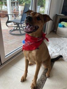 Enlarge Benny, a ADOPTABLE mixed breed in San Diego, CA image 3/5