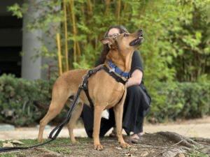 Benny, ADOPTABLE, Adult Male Labrador Retriever.