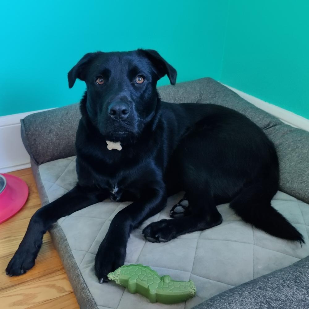 Mango, Adoptable, Adult Male Labrador Retriever.