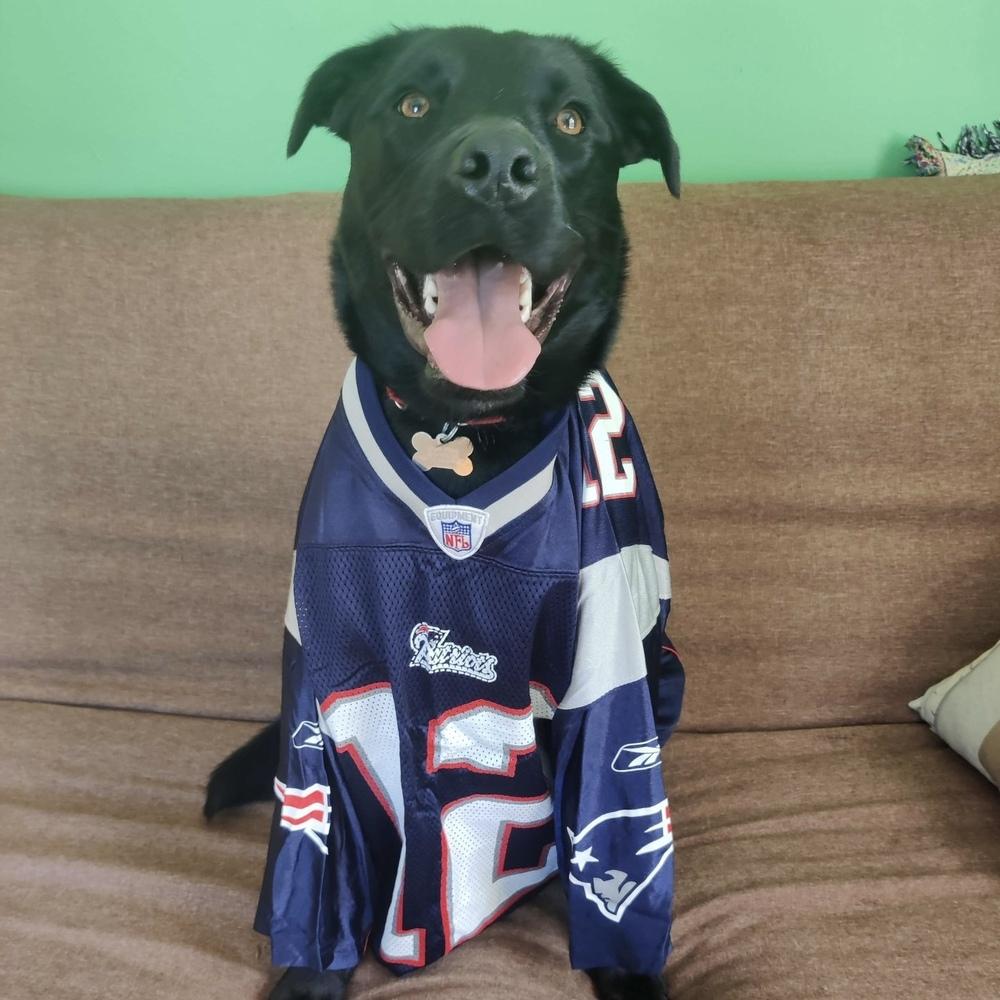 Enlarge Mango, a Adoptable mixed breed in Boston, MA image 2/6