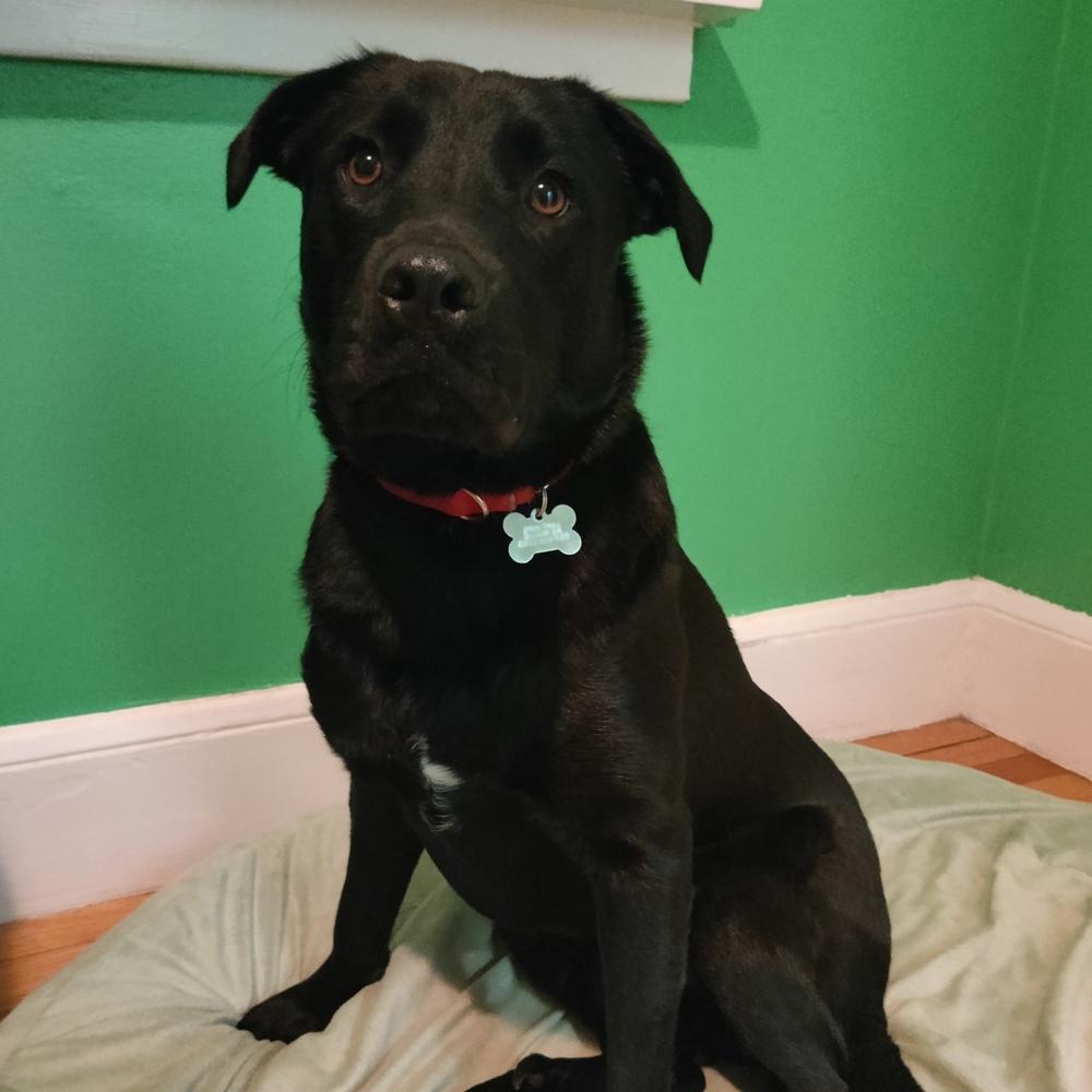 Enlarge Mango, a Adoptable mixed breed in Boston, MA image 3/6