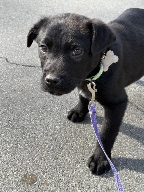 Enlarge Mango, a Adoptable mixed breed in Boston, MA image 4/6