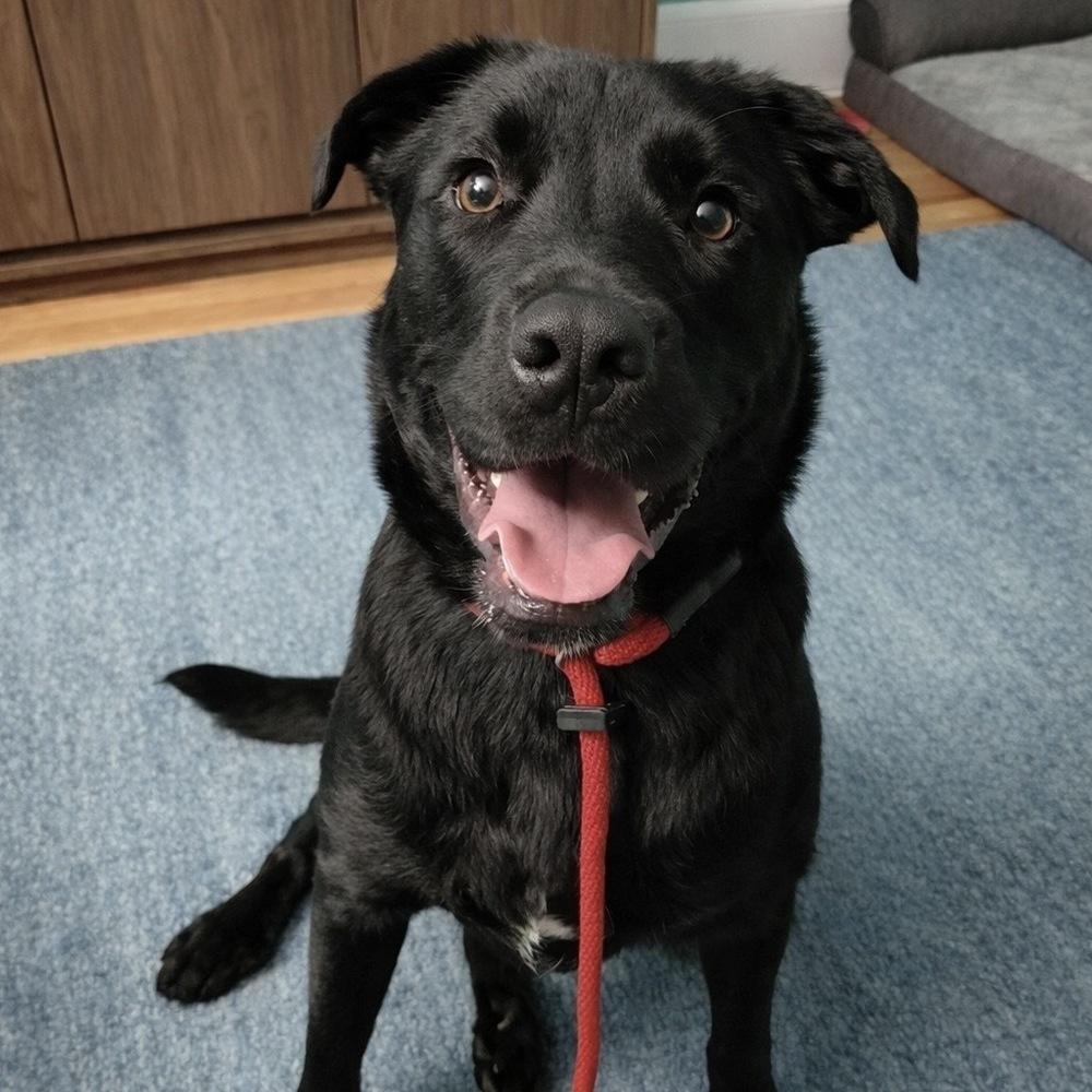 Enlarge Mango, a Adoptable mixed breed in Boston, MA image 5/6