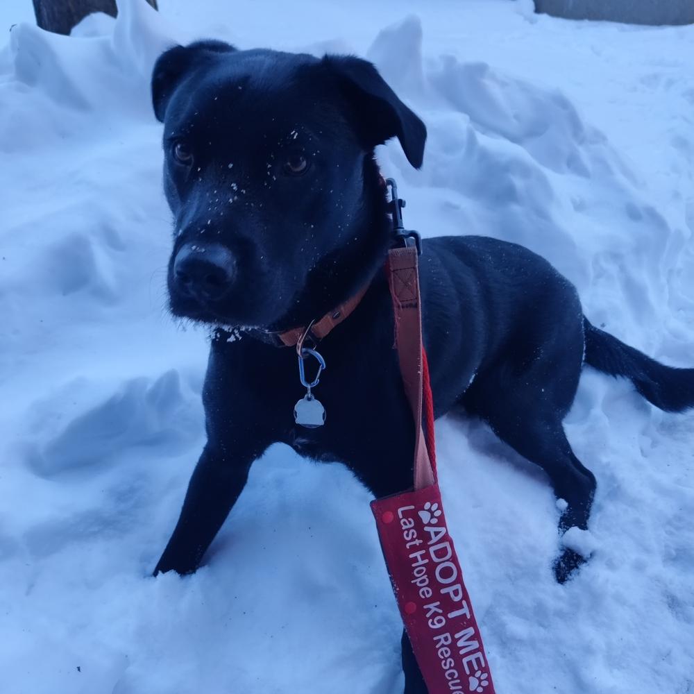 Enlarge Mango, a Adoptable mixed breed in Boston, MA image 6/6