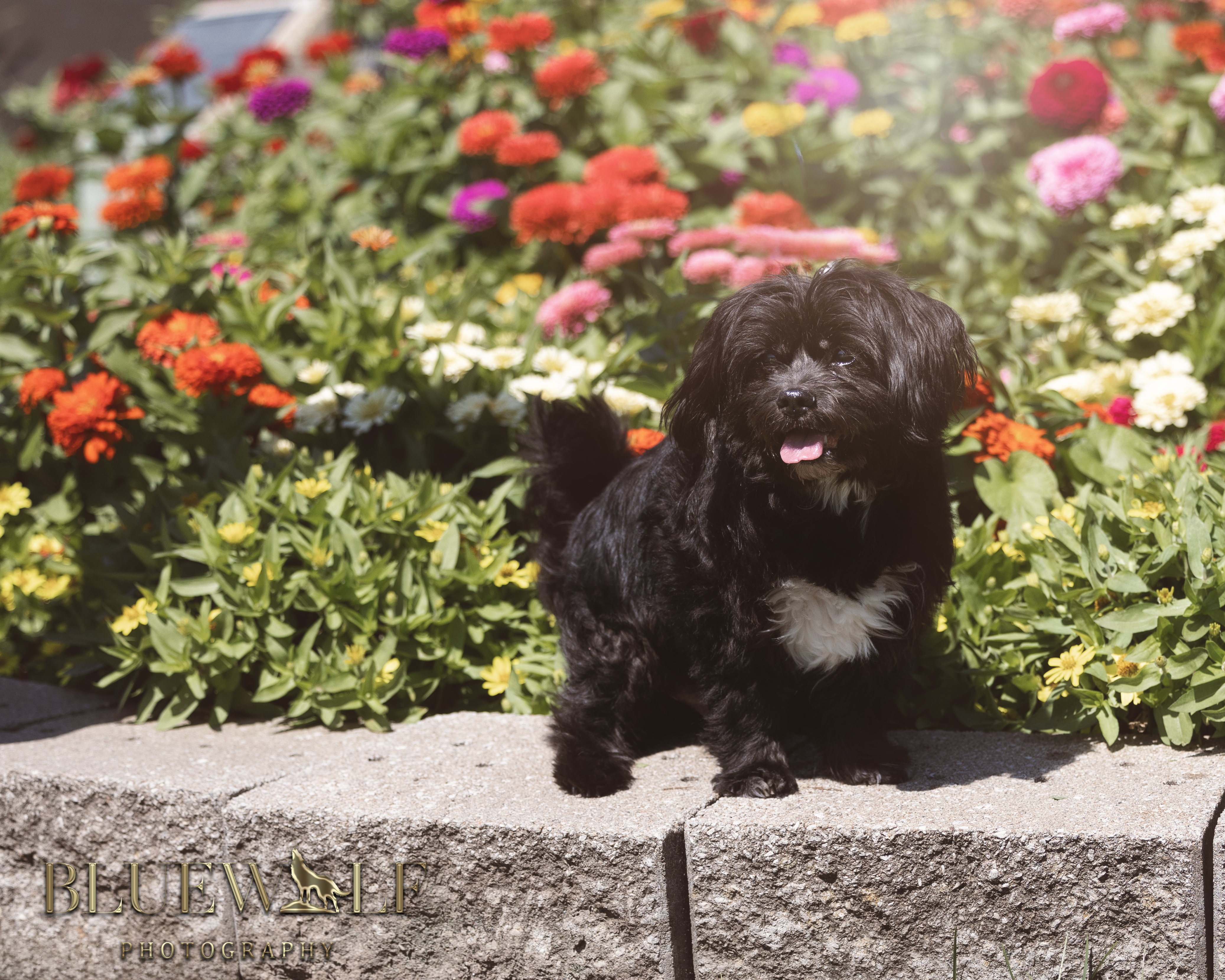 Turkey, Adopted, Senior Male Shih Tzu.