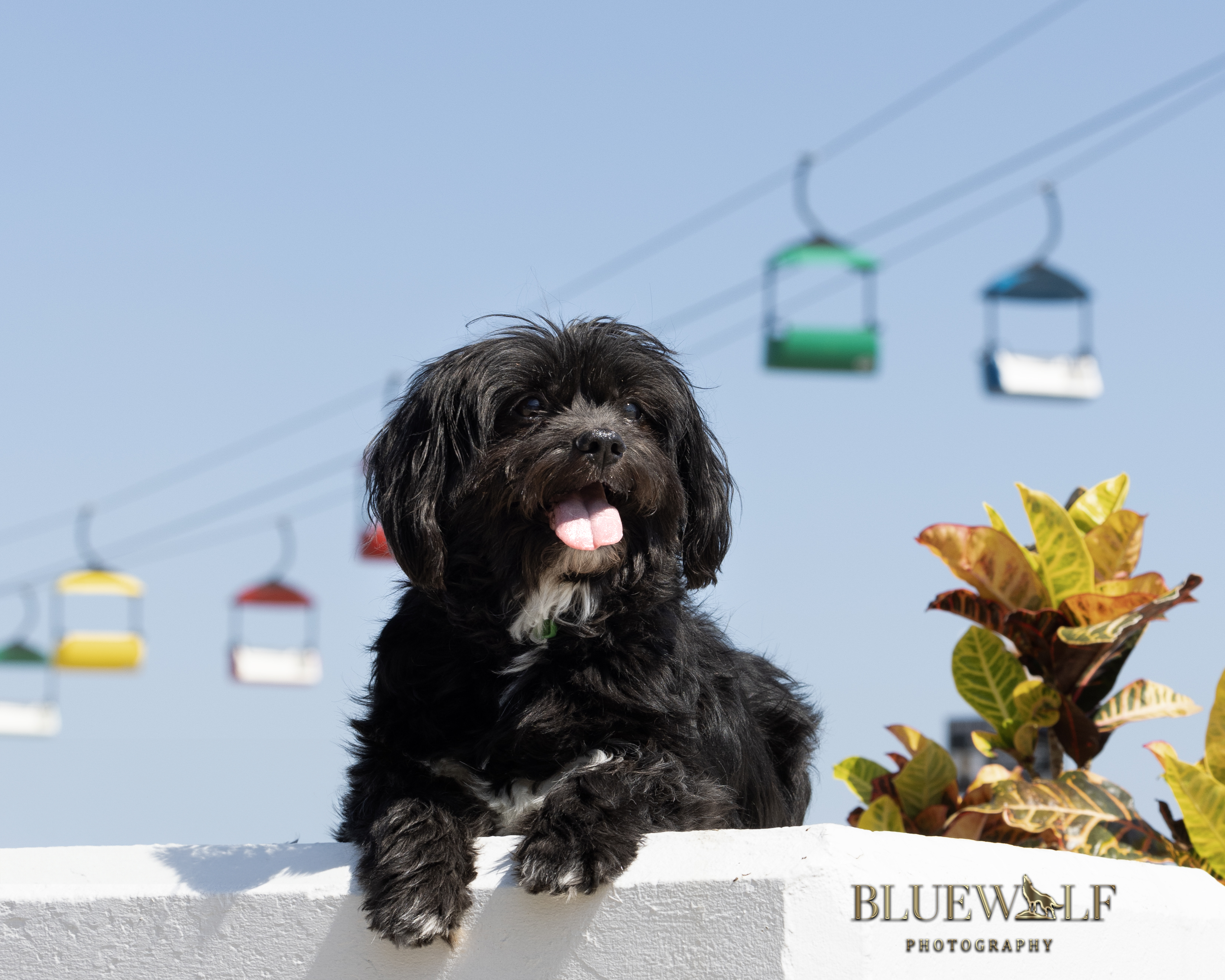 Turkey, a Adopted Shih Tzu in Springfield, IL image 2/3