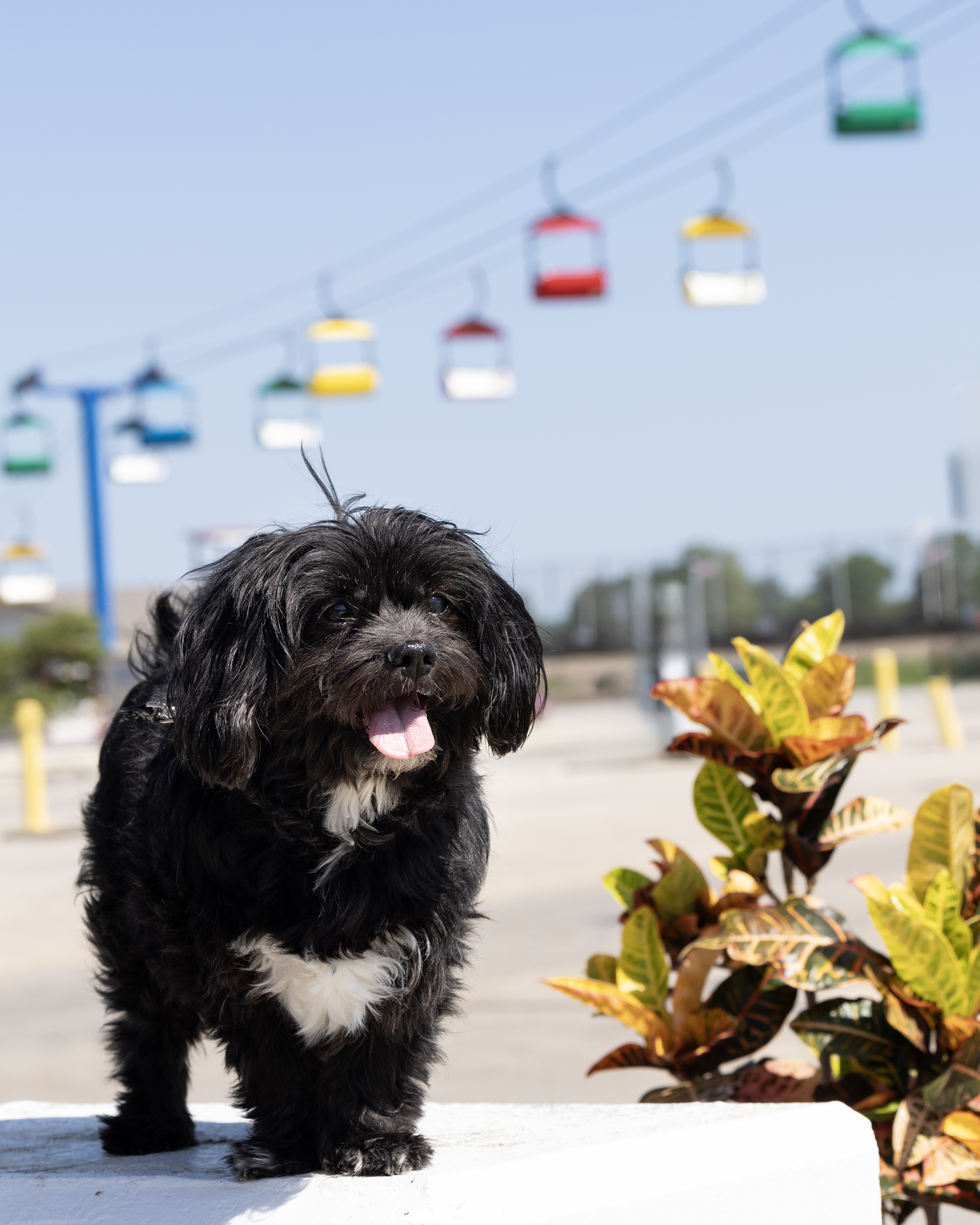 Turkey, a Adopted Shih Tzu in Springfield, IL image 3/3