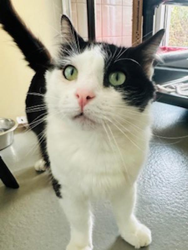 Meadow, Adoptable, Adult Male Domestic Medium Hair.