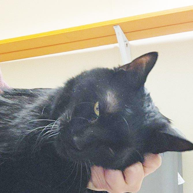Arthur, Adoptable, Senior Male Domestic Short Hair & Mixed Breed.