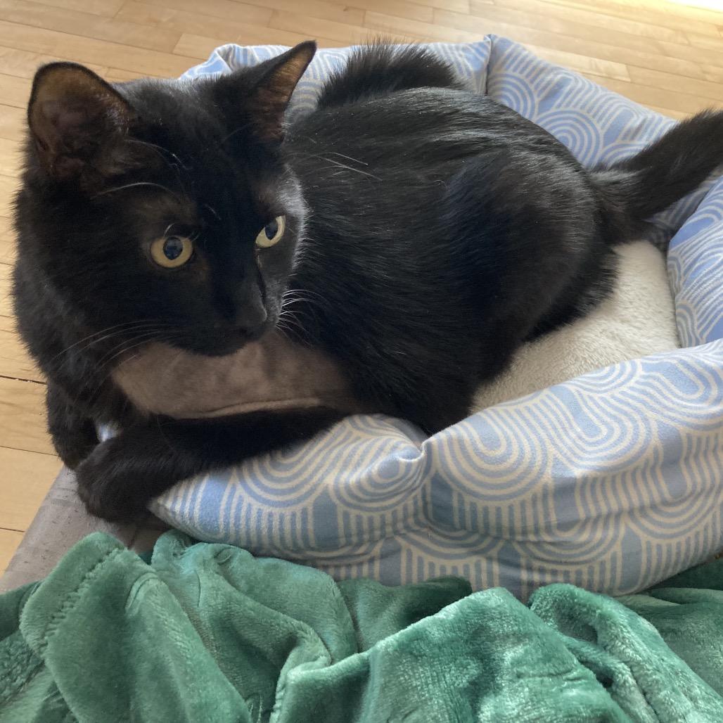 Arthur, a Adoptable mixed breed in Oshkosh, WI image 3/6
