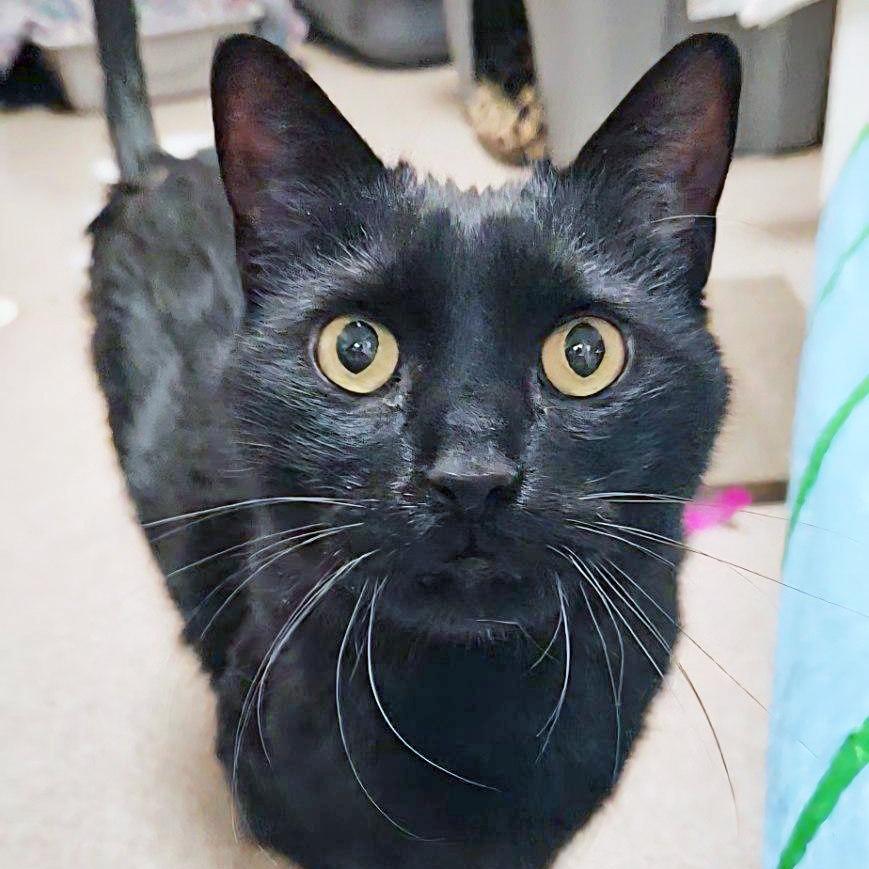 Arthur, a Adoptable mixed breed in Oshkosh, WI image 5/6
