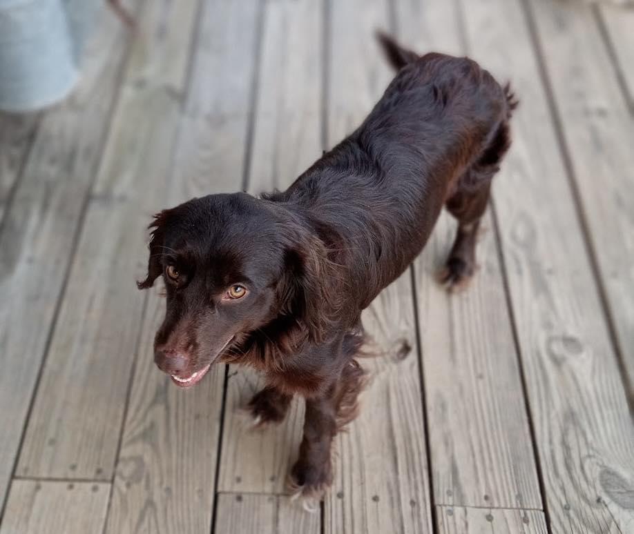 Enlarge Lilly, an adopted Spaniel in Shinnston, WV image 2/2