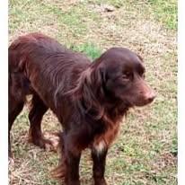 Enlarge Lilly, an adopted Spaniel in Shinnston, WV image 1/2