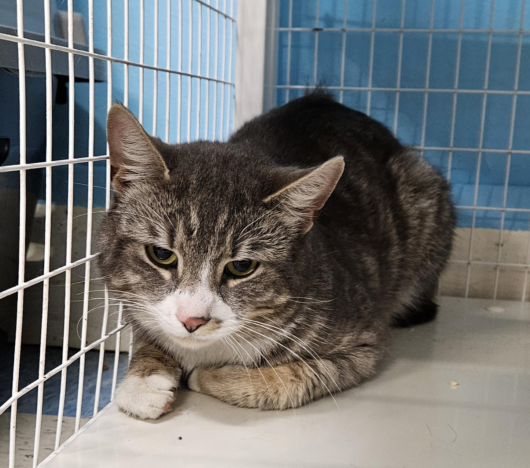 Enlarge Biggums, a ADOPTABLE Domestic Short Hair in Claremont, NH image 1/1