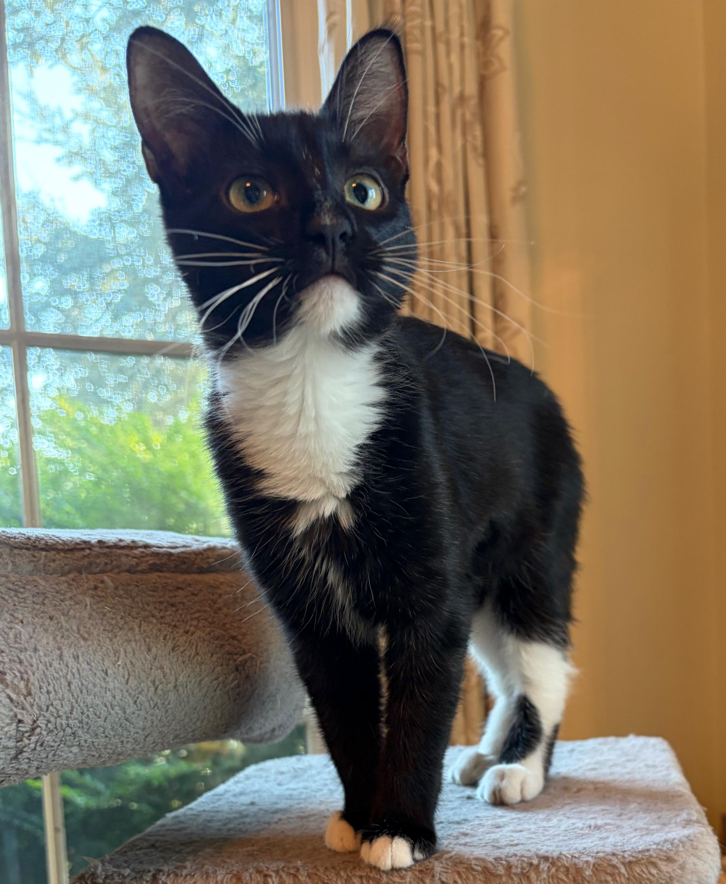 Sweet Oreo Bon Bon, Adoptable, Kitten Female Tuxedo.