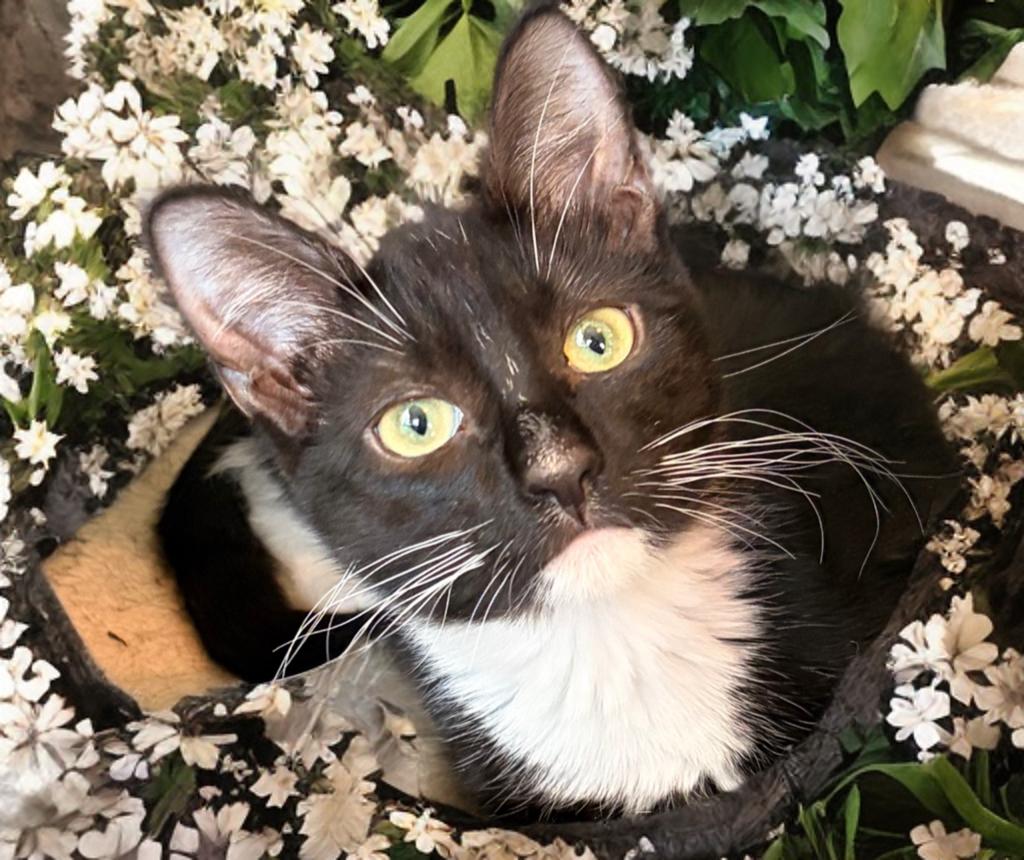 Enlarge Sweet Oreo Bon Bon, a Adoptable mixed breed in Boston, MA image 5/5