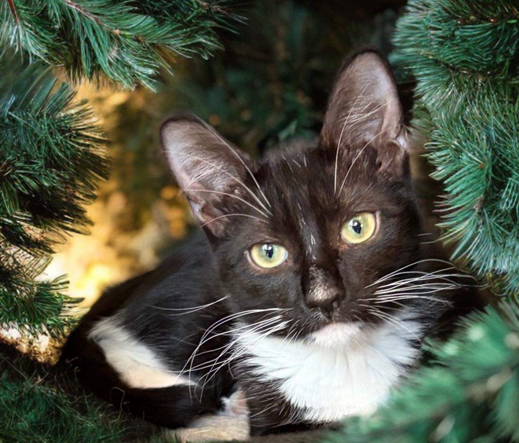 Enlarge Sweet Oreo Bon Bon, a Adoptable mixed breed in Boston, MA image 2/5