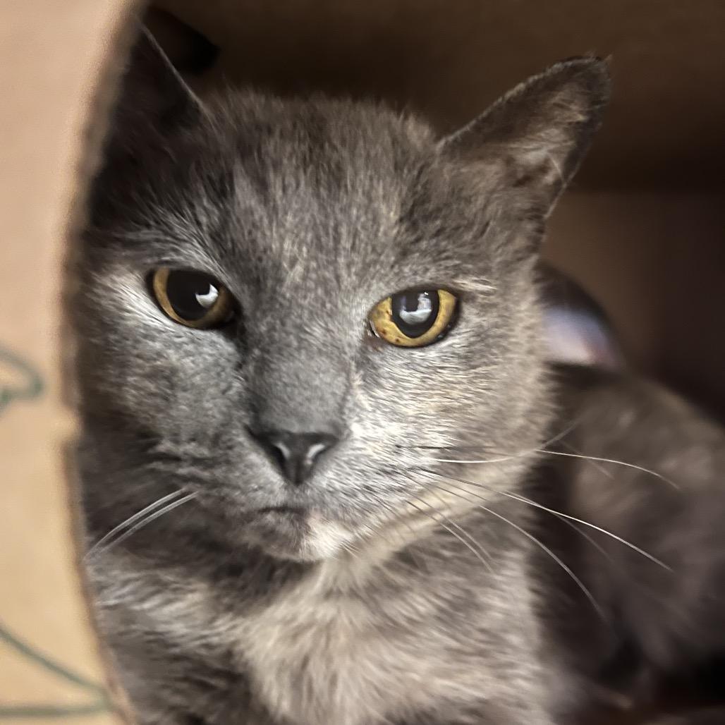 Tasha, Adoptable, Adult Female Domestic Short Hair.