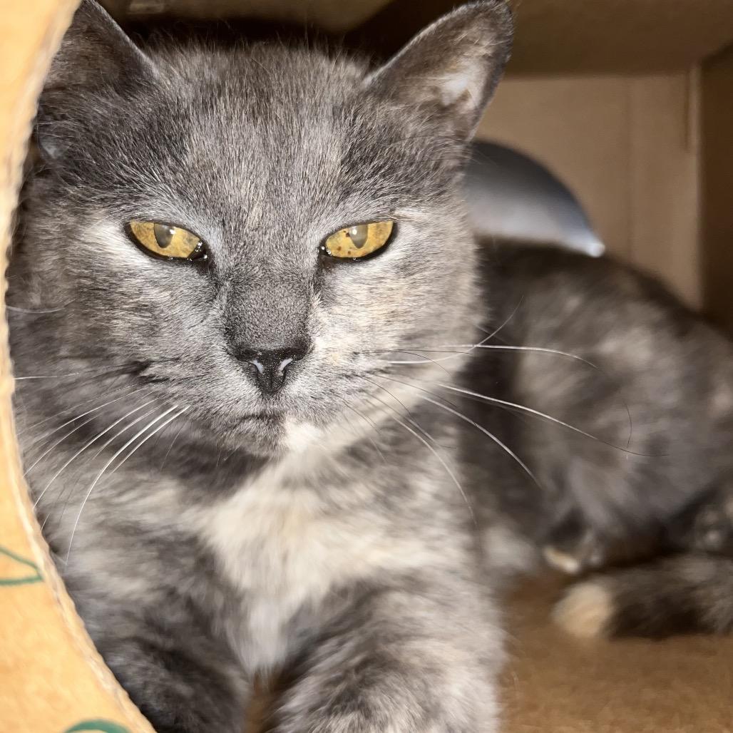 Enlarge Tasha, a Adoptable Domestic Short Hair in Bristol, IN image 2/2