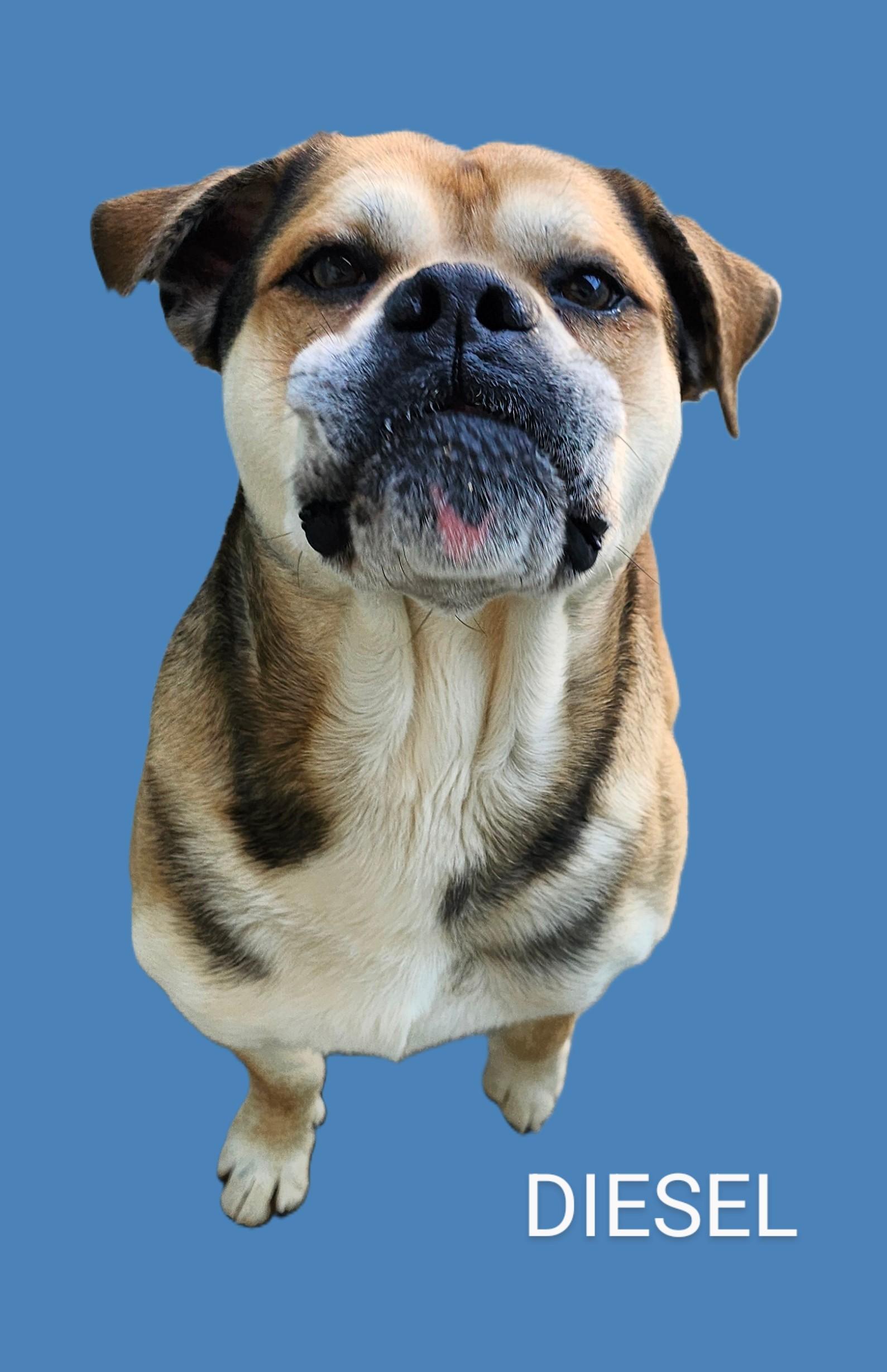Diesel, Adopted, Adult Male Puggle & Bulldog.