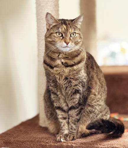 Margo, Adoptable, Senior Female Domestic Short Hair.