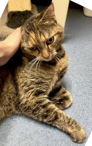 Margo, a Adoptable Domestic Short Hair in St. Johnsbury, VT image 3/3