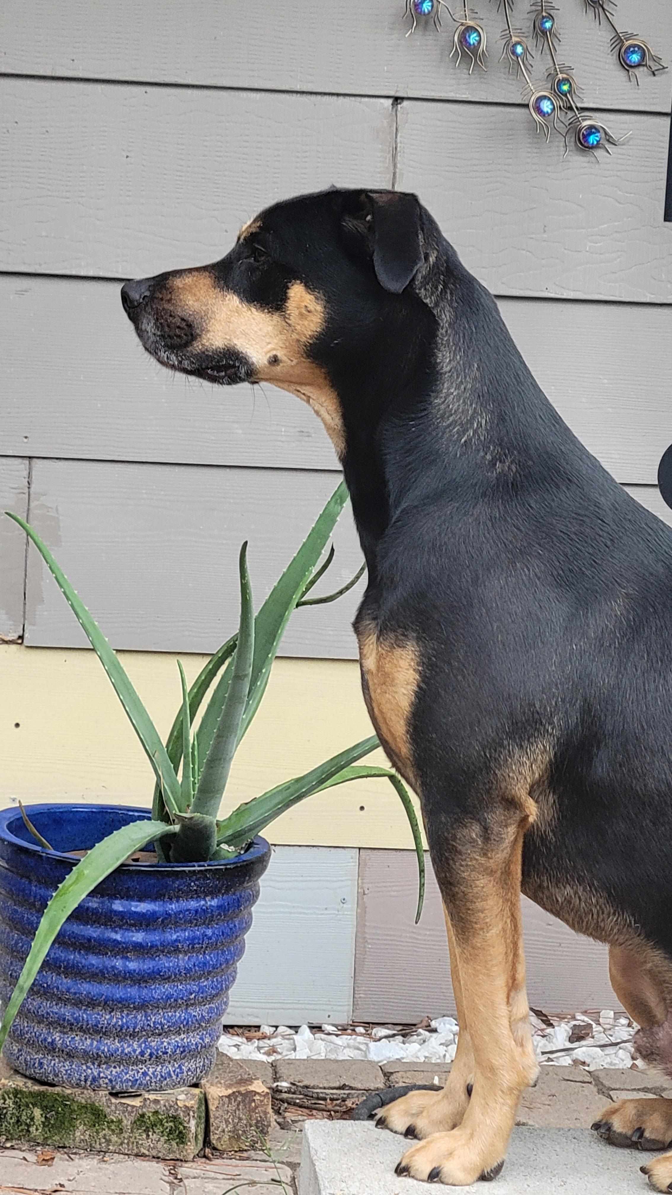 Boomer 4 photo 2