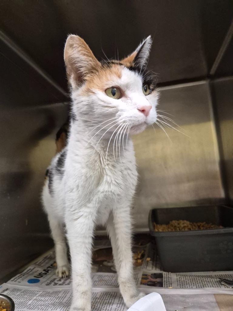 Pixie, Adoptable, Senior Female Domestic Short Hair.