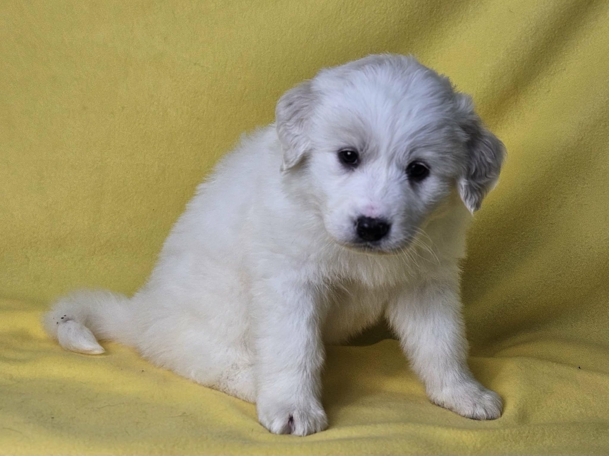 Enlarge SugarBaby, a Adoptable Great Pyrenees in East Sparta, OH image 1/2