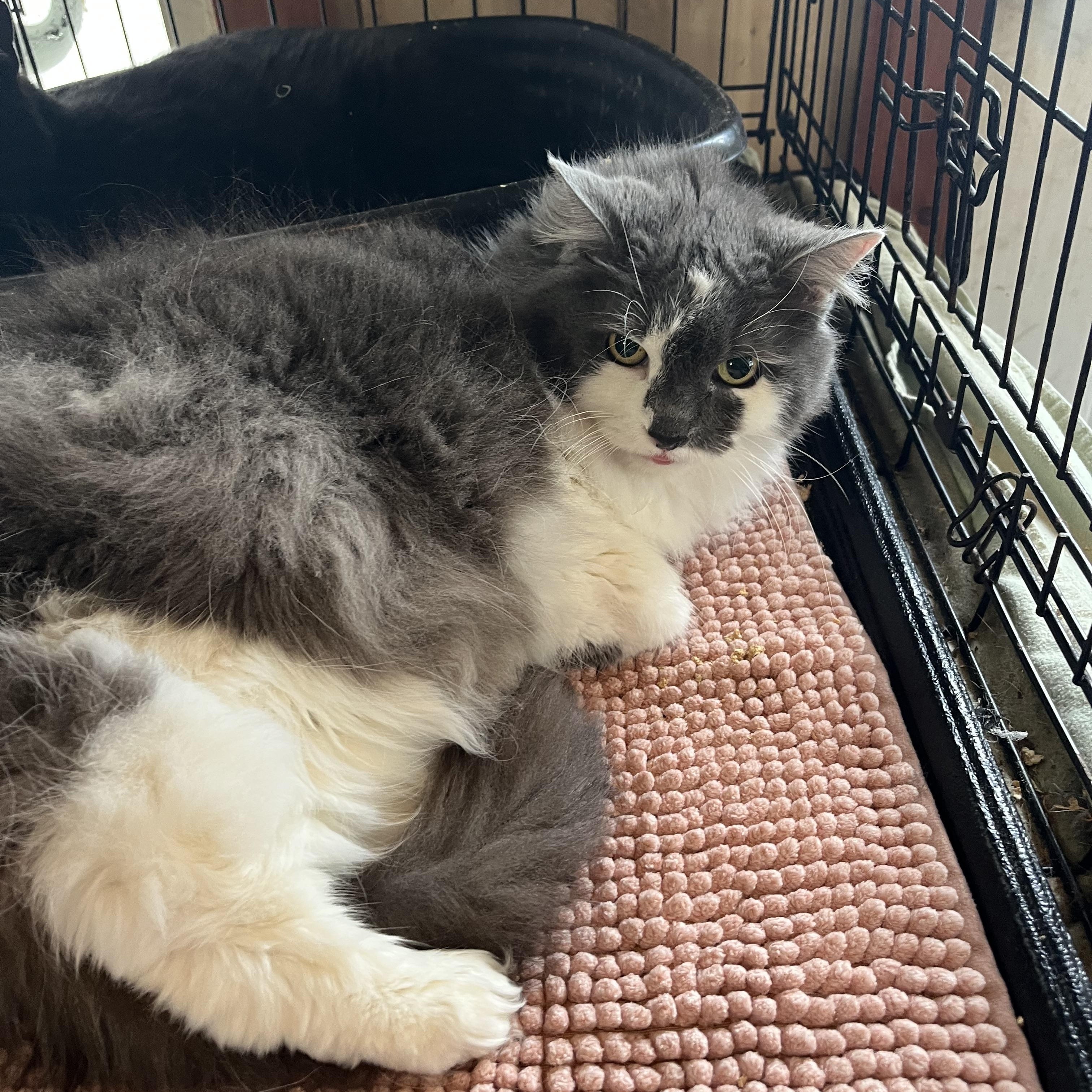 Powder Puff, Adult Female Domestic Long Hair