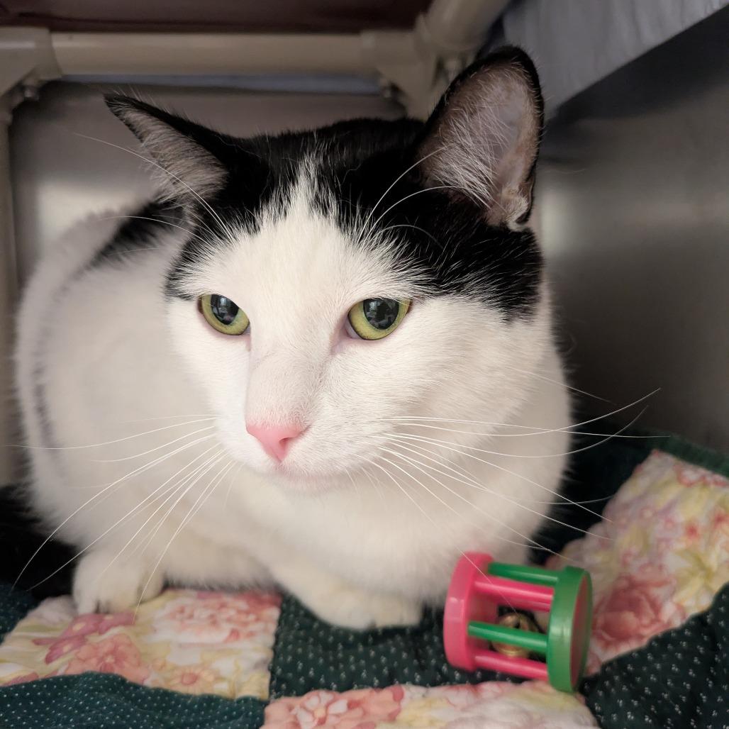 Alex, Adoptable, Adult Male Domestic Short Hair.