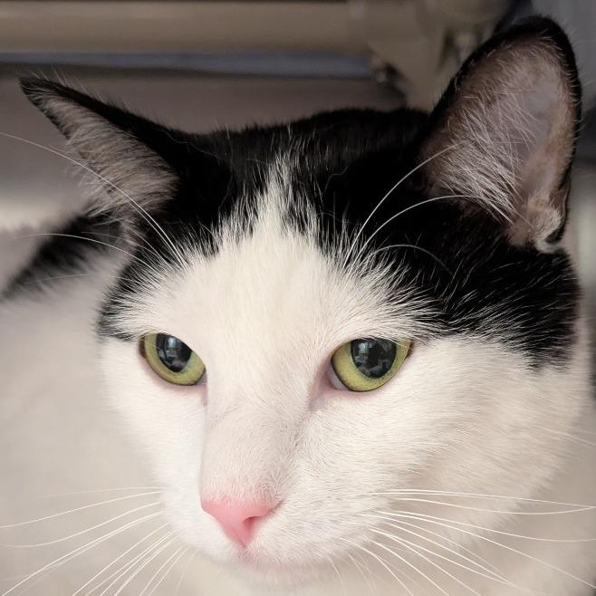 Enlarge Alex, a Adoptable Domestic Short Hair in Kennebunk, ME image 2/2