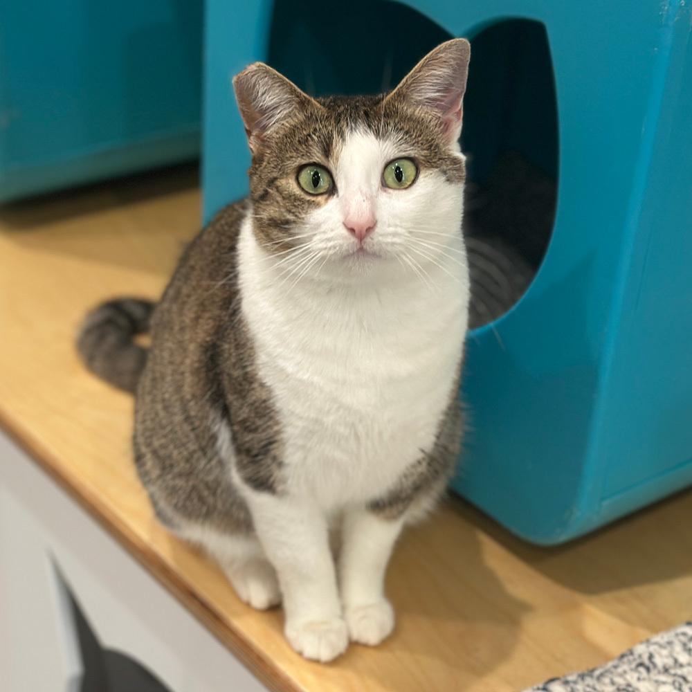 Enlarge Turnip, a Adoptable Domestic Short Hair in Port Washington, NY image 1/3