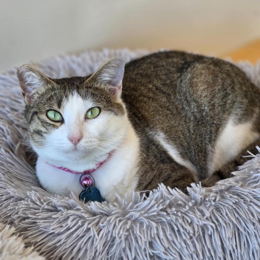 Enlarge Turnip, a Adoptable Domestic Short Hair in Port Washington, NY image 2/3