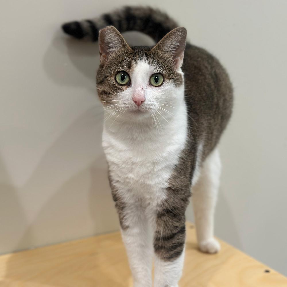 Enlarge Turnip, a Adoptable Domestic Short Hair in Port Washington, NY image 3/3