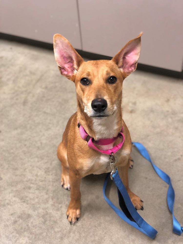 Louise, Adoptable, Adult Female Terrier.