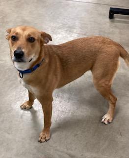 Enlarge Louise, a Adoptable mixed breed in Mason City, IA image 2/2