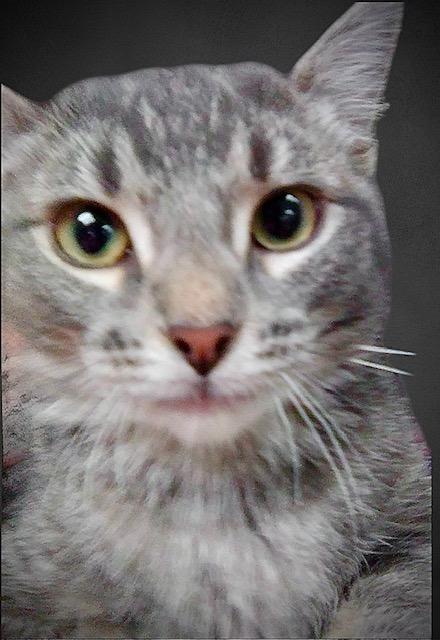 Peek-A-Boo, Adoptable, Kitten Female Tabby.