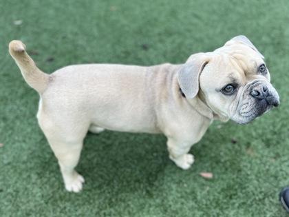 Pork Chop thumbnail 2