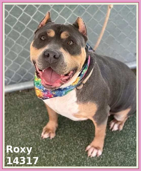 ROXY