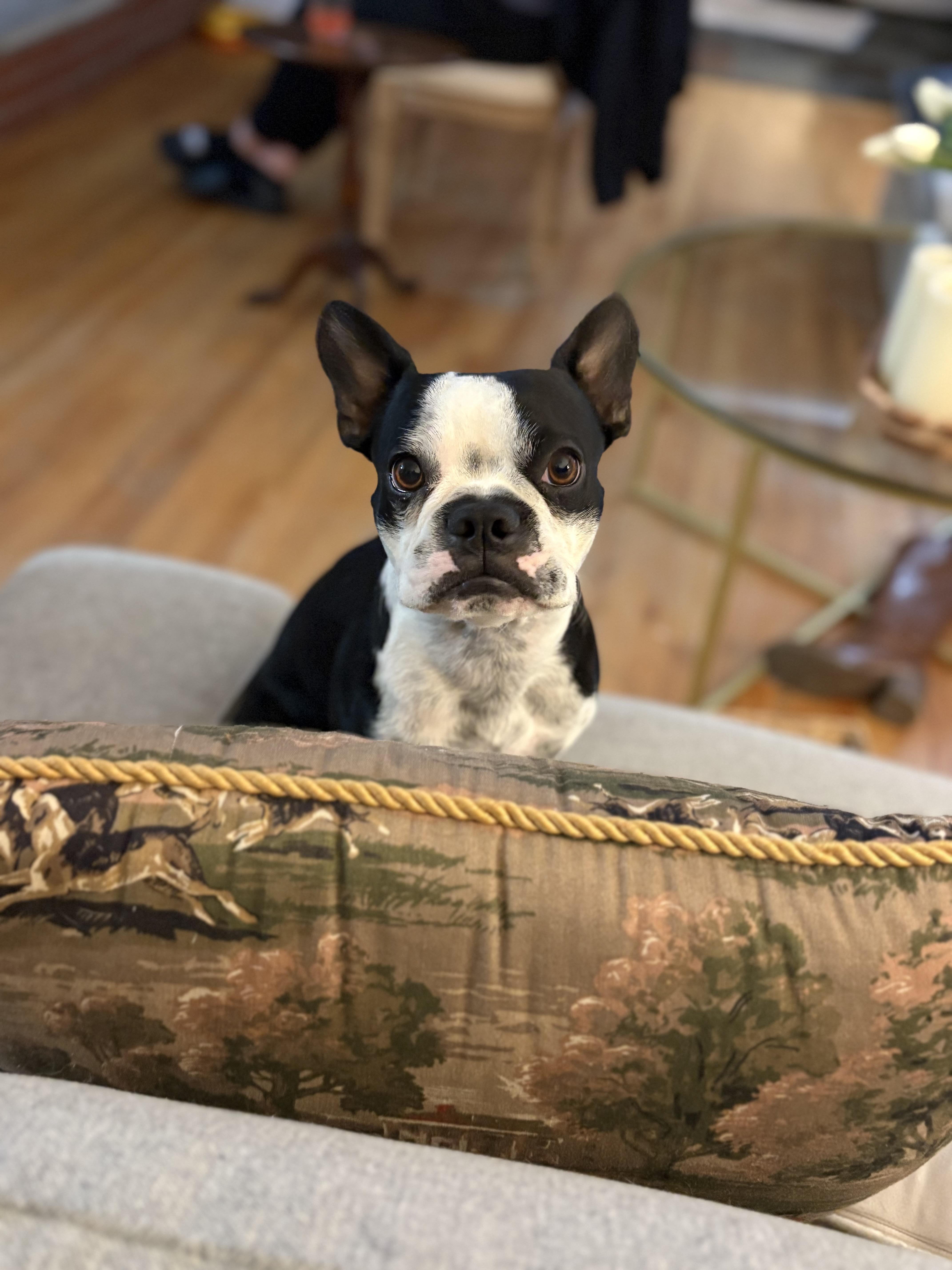 Mr potato , a ADOPTABLE Boston Terrier in Danbury, CT image 1/3