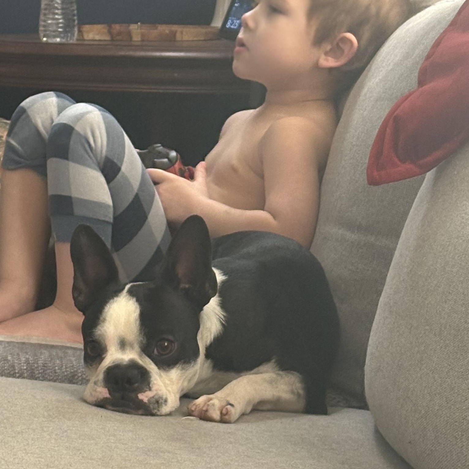 Mr potato , a ADOPTABLE Boston Terrier in Danbury, CT image 2/3