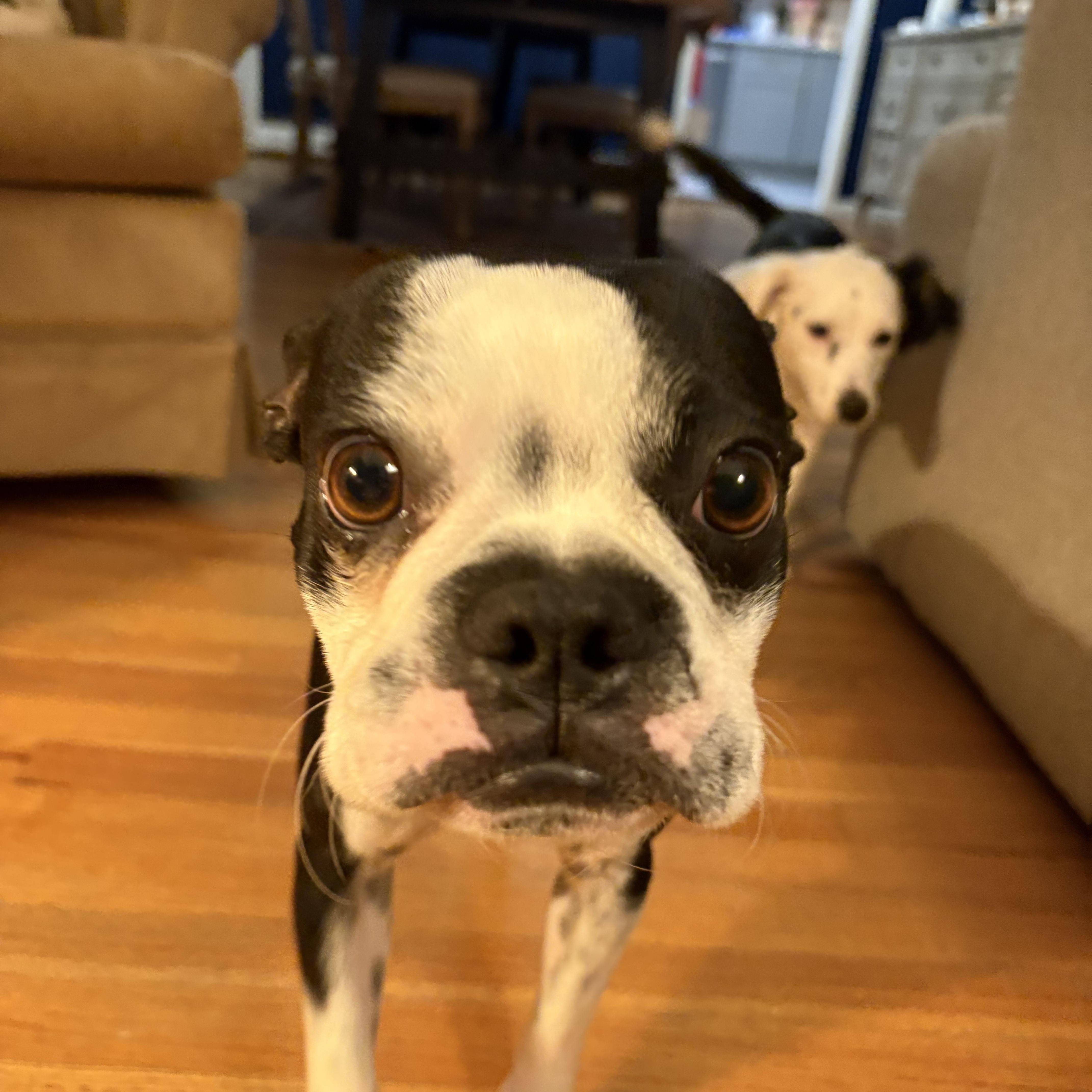 Mr potato , a ADOPTABLE Boston Terrier in Danbury, CT image 3/3