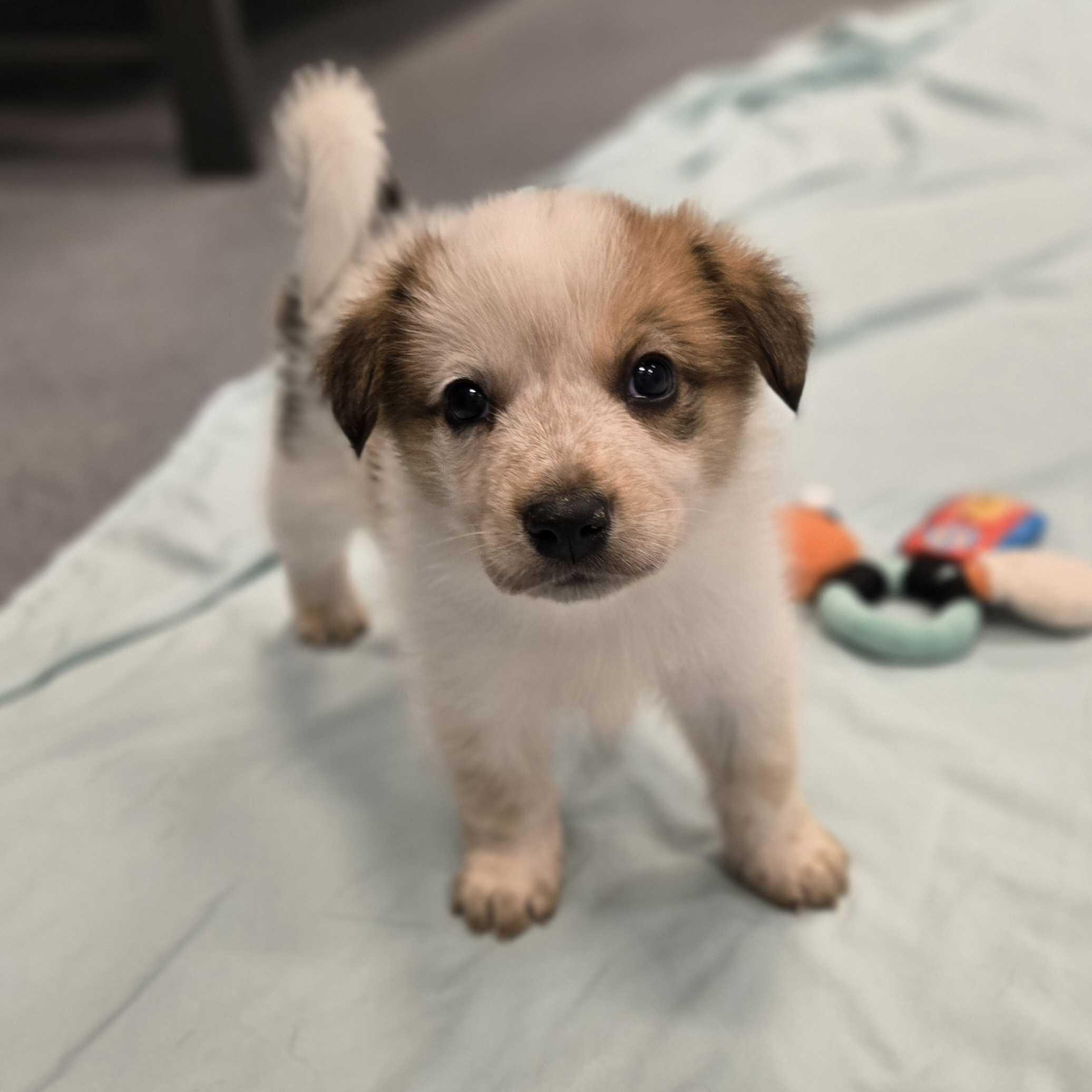 Wreath, Adoptable, Puppy Male Mixed Breed.