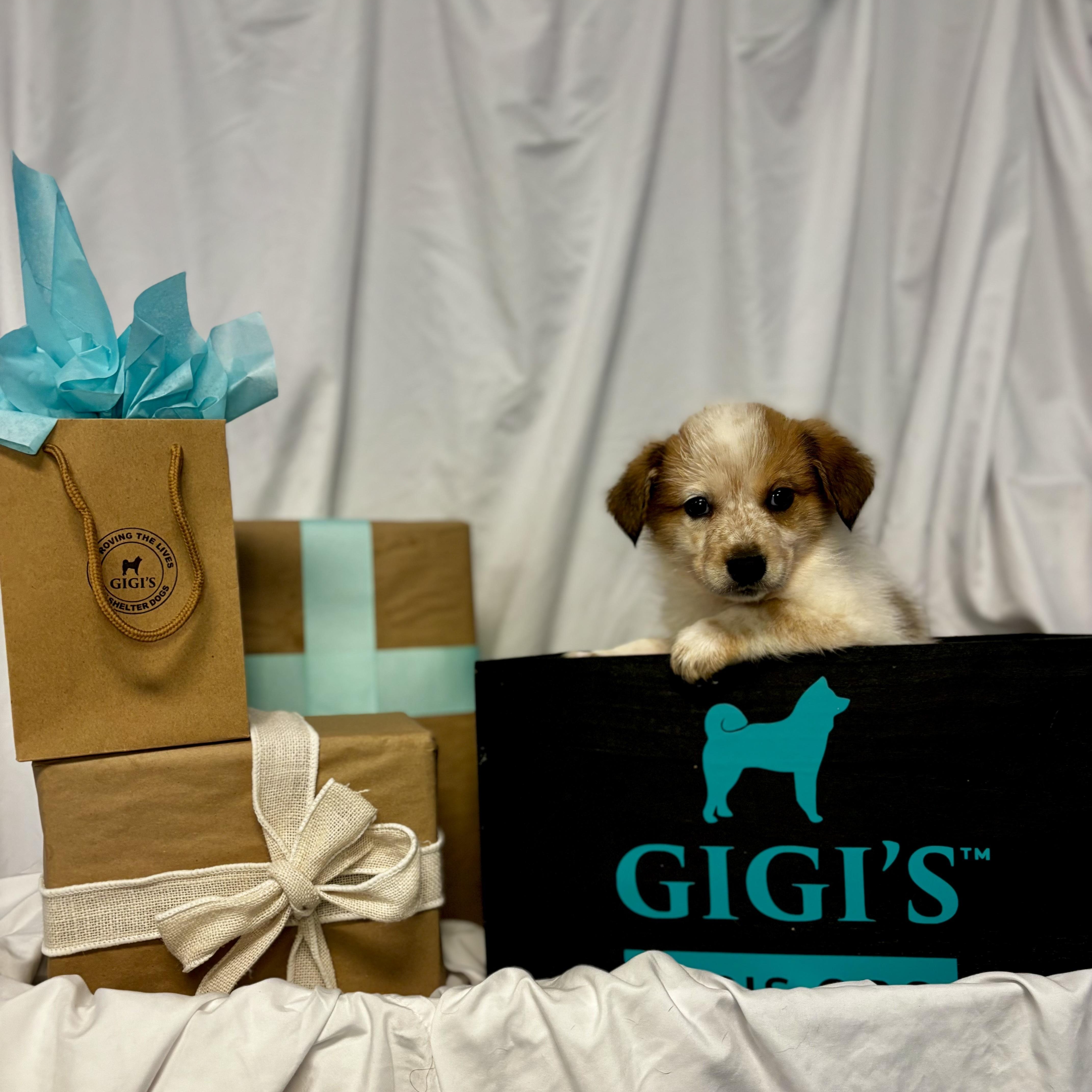 Wreath, a Adoptable Mixed Breed in Canal Winchester, OH image 2/2