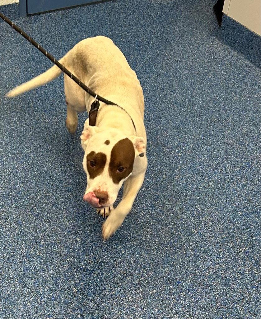 Enlarge 26-423 Amber, a Adoptable Pit Bull Terrier in Tarboro, NC image 1/2